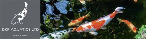 dna koi|Aqua Koi.